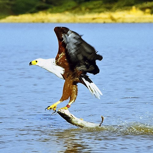 Fish Eagle